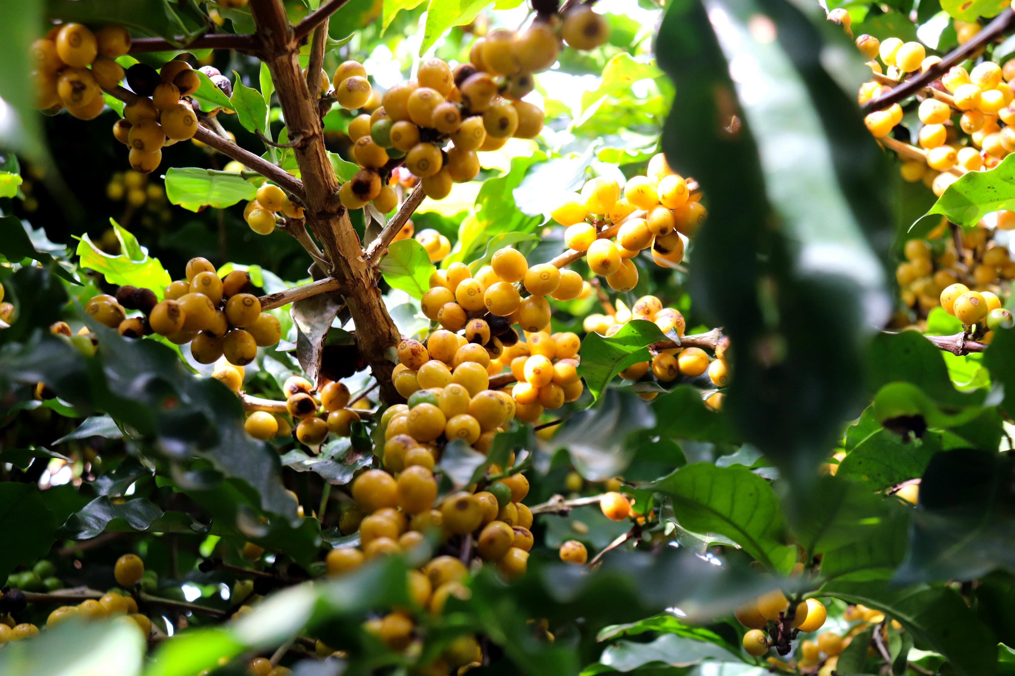 Wie beeinflusst die Anbauhöhe den Geschmack von Kaffee?
