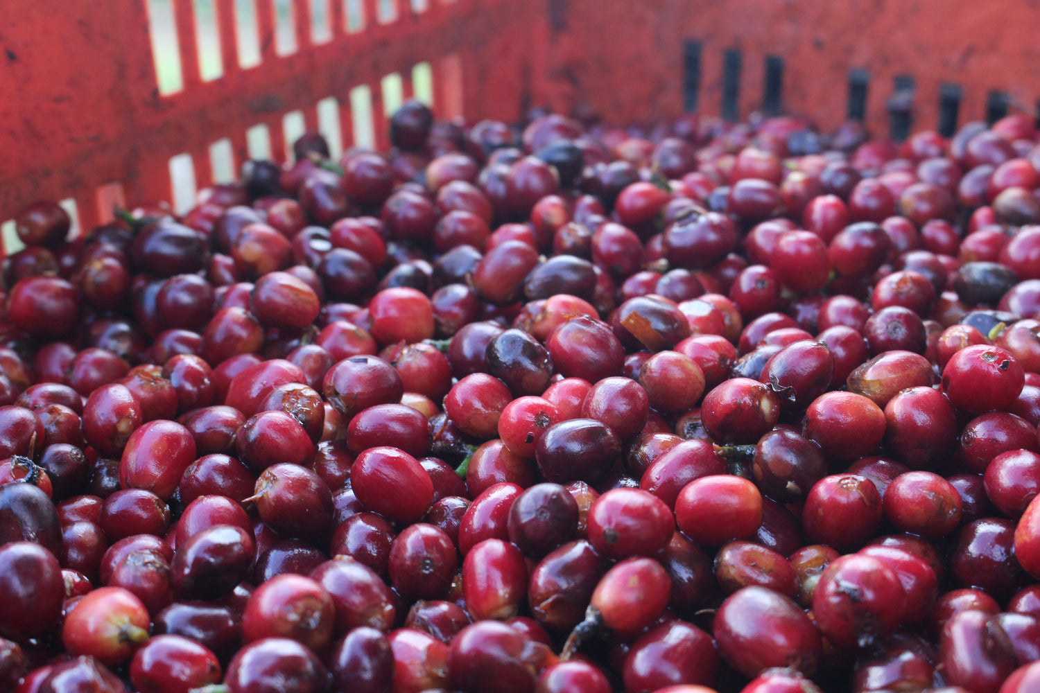 Gewaschene rote Kaffeekirschen.