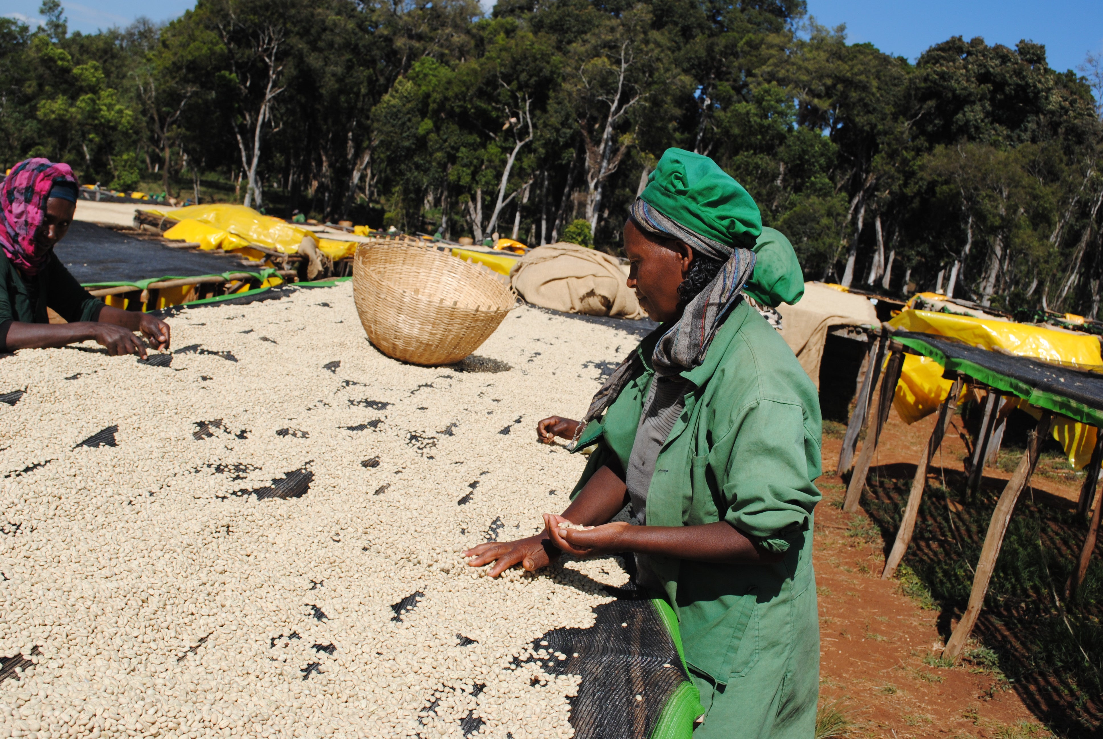 Eine Reise zu feinen Aromen: Spezialitätenkaffee aus Äthiopien