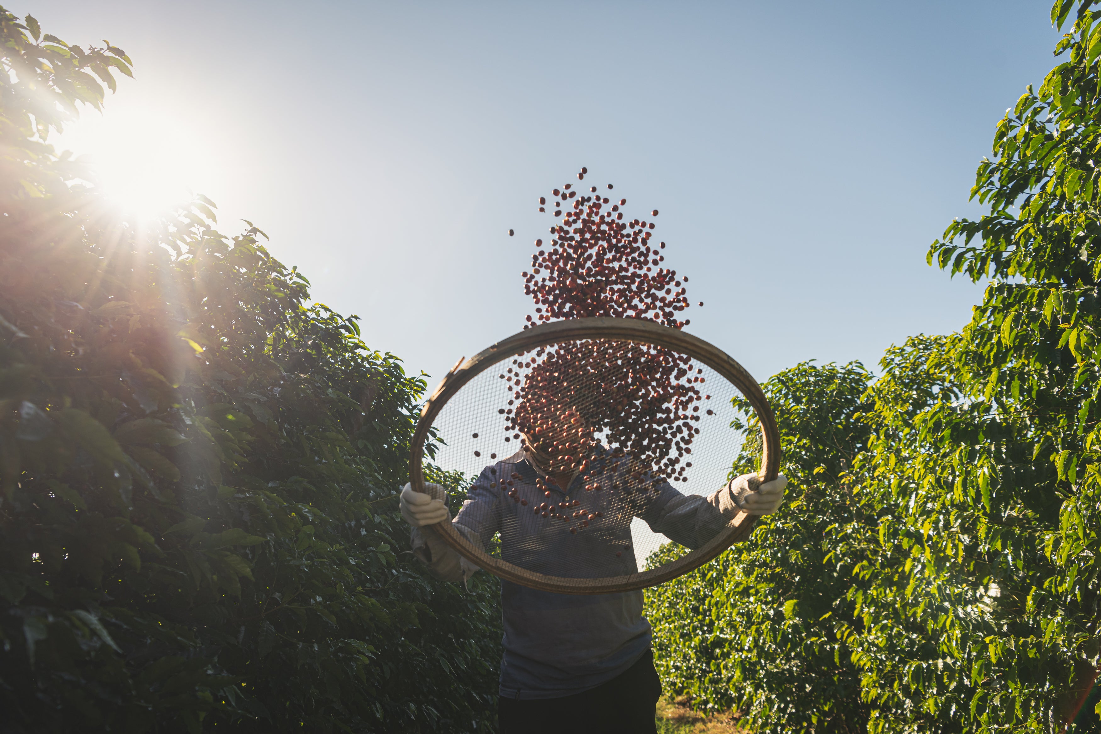 Die Bedeutung der Nachhaltigkeit im Specialty Coffee